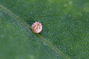 Common Sootywing egg